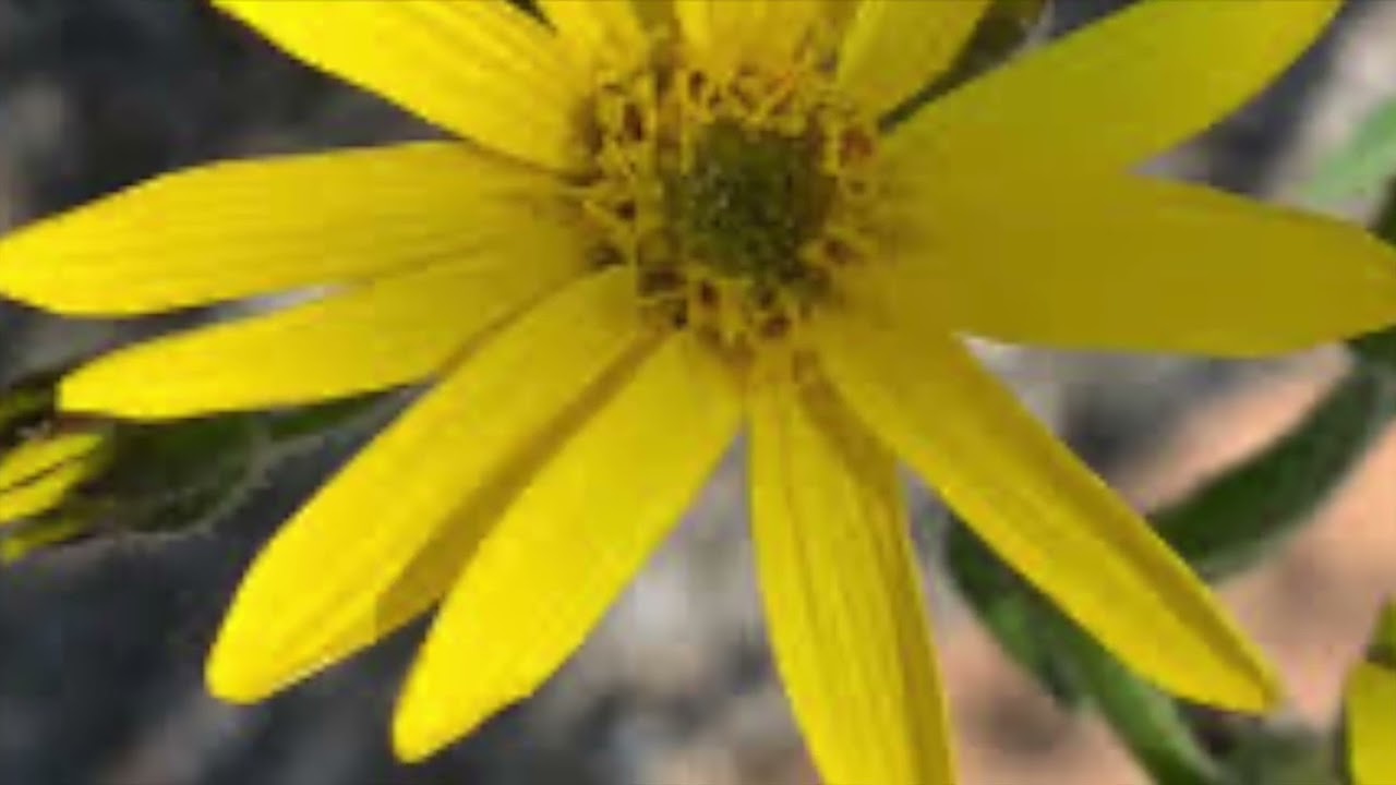 Arnica montana - a brief intro