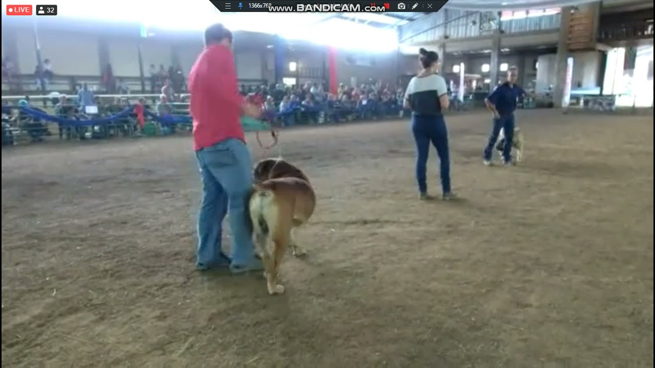 SABBS boerboel international show 2021 pt5