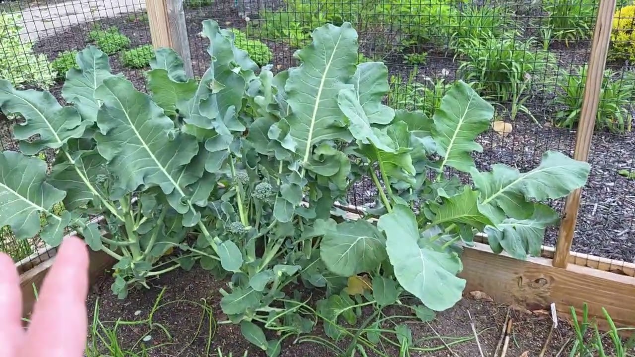 Mid May Vegetable Garden Tour