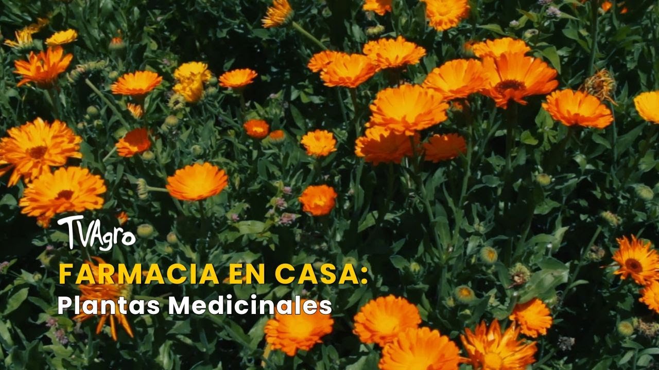 Farmacia en Casa: Plantas Medicinales - TvAgro por Juan Gonzalo Angel