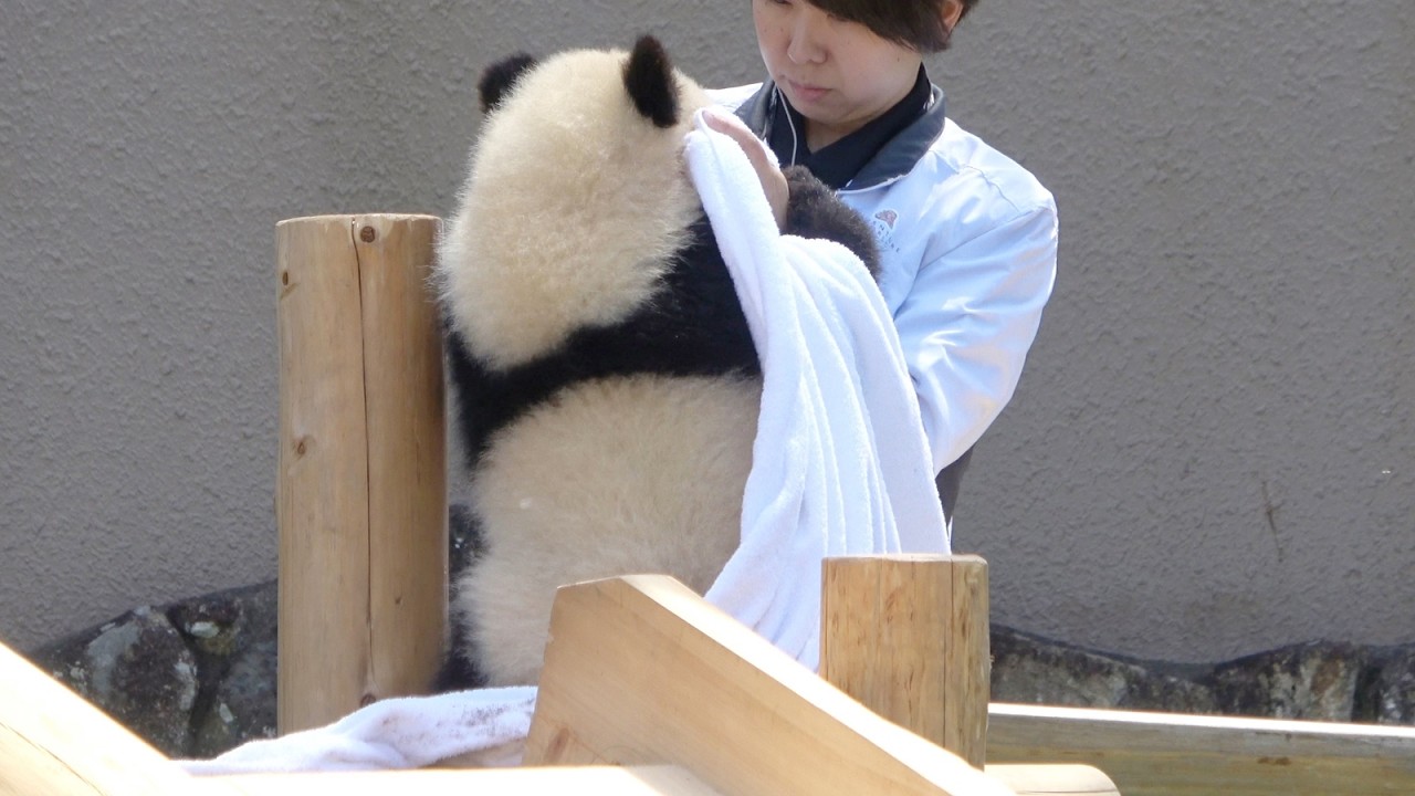 タオルでゴシゴシ綺麗にしてもらう赤ちゃんパンダ♥ タオルよりも遊びたい～！！ #パンダ #アドベン #アドベンチャーワールド