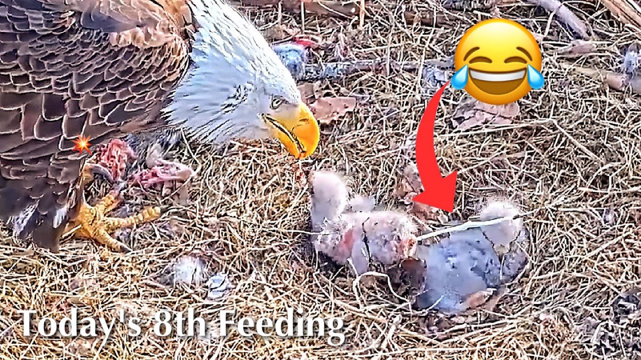 #57🦅BC28🐥6° & BC29🐥4°／Bluff City Bald Eagle Nest 2026／Frances💗Franklin ／ETSU/BTES Eagle Cameras