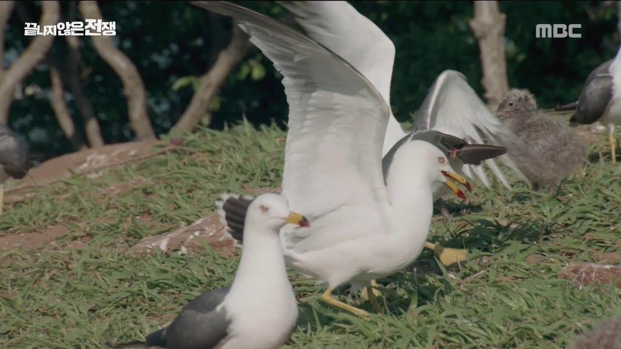 [MBC DMZ, THE WILD] - 구지도의 폭군 괭이갈매기 20170612