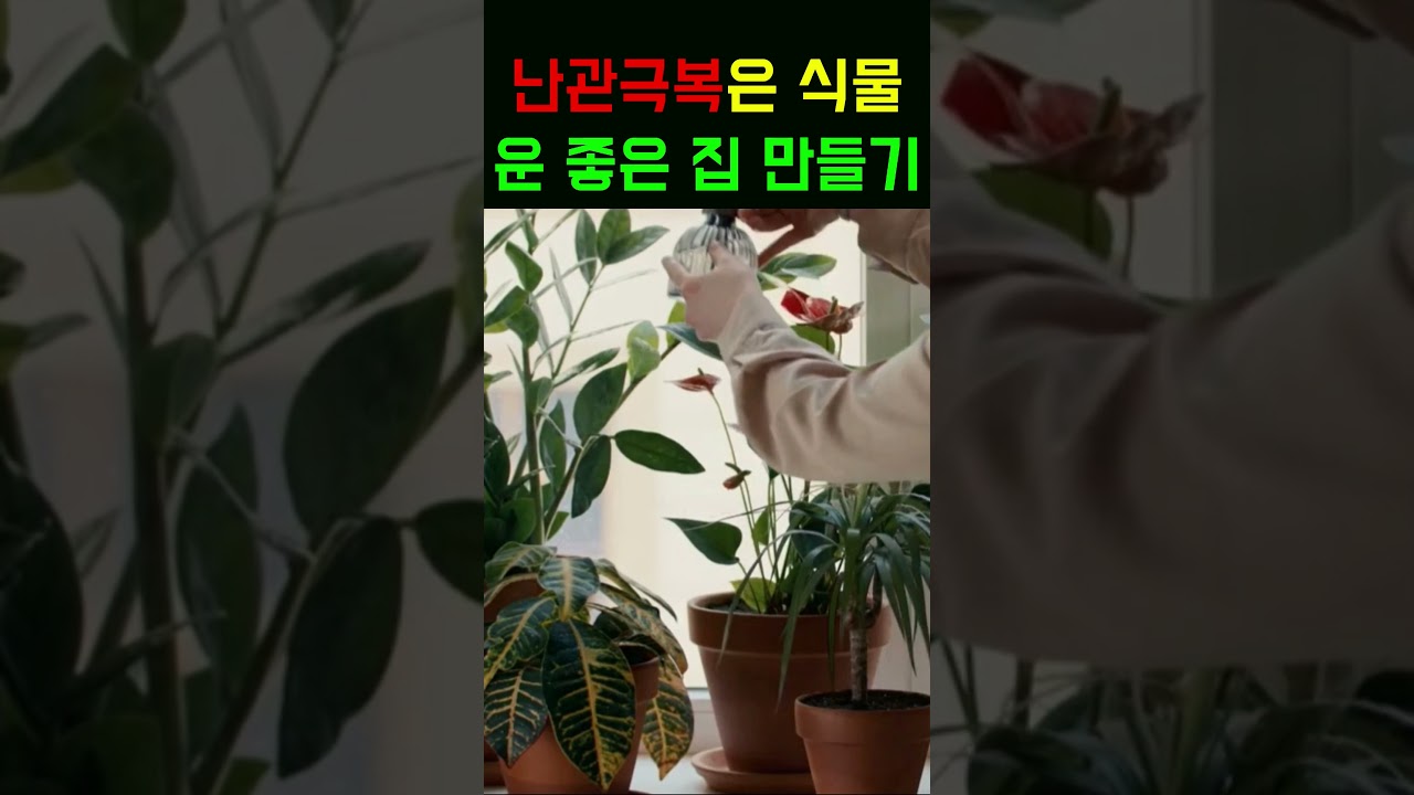 [풍수단상 #26] 안좋은 기운들은 무조건 관엽식물로 바꾸세요!!