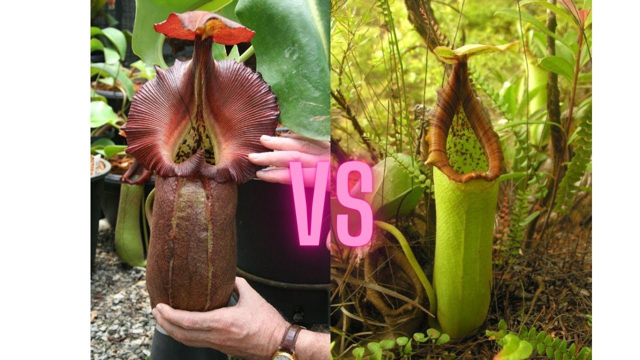 Nepenthes Robcantleyi vs Nepenthes Truncata