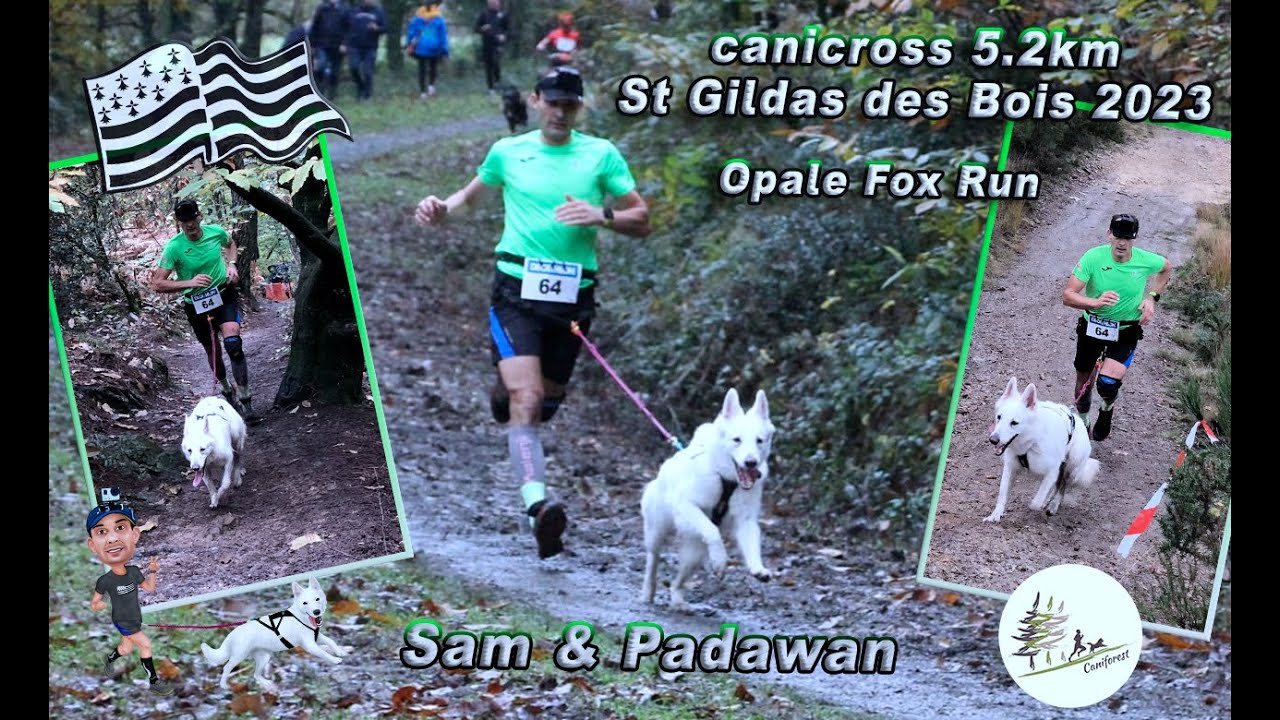 canicross 5.2km St Gildas des Bois - Opale Fox Run 2023 GoPro Sam & Padawan