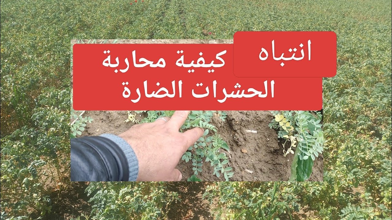 أخطاء محاربة الأمراض الحشرية في زراعة الحمص
