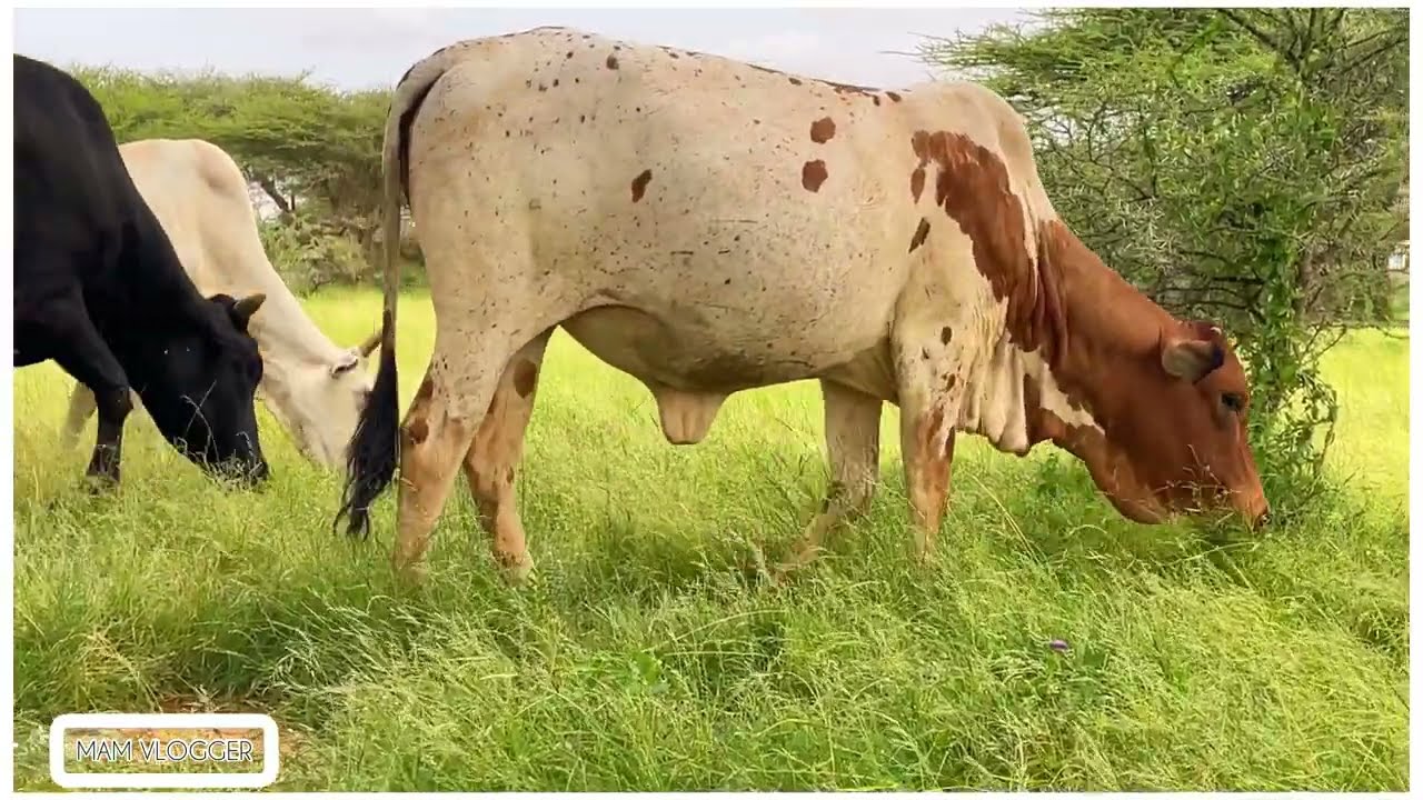 Qardho 2024|| GAROWE TO QARDHO #puntland #somalia #trend #travel #dalxiis #viralvideo #views