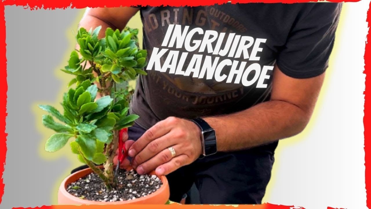 Suculenta Kalanchoe - Ingrijire, Copilire, si câteva exemple de asa NU