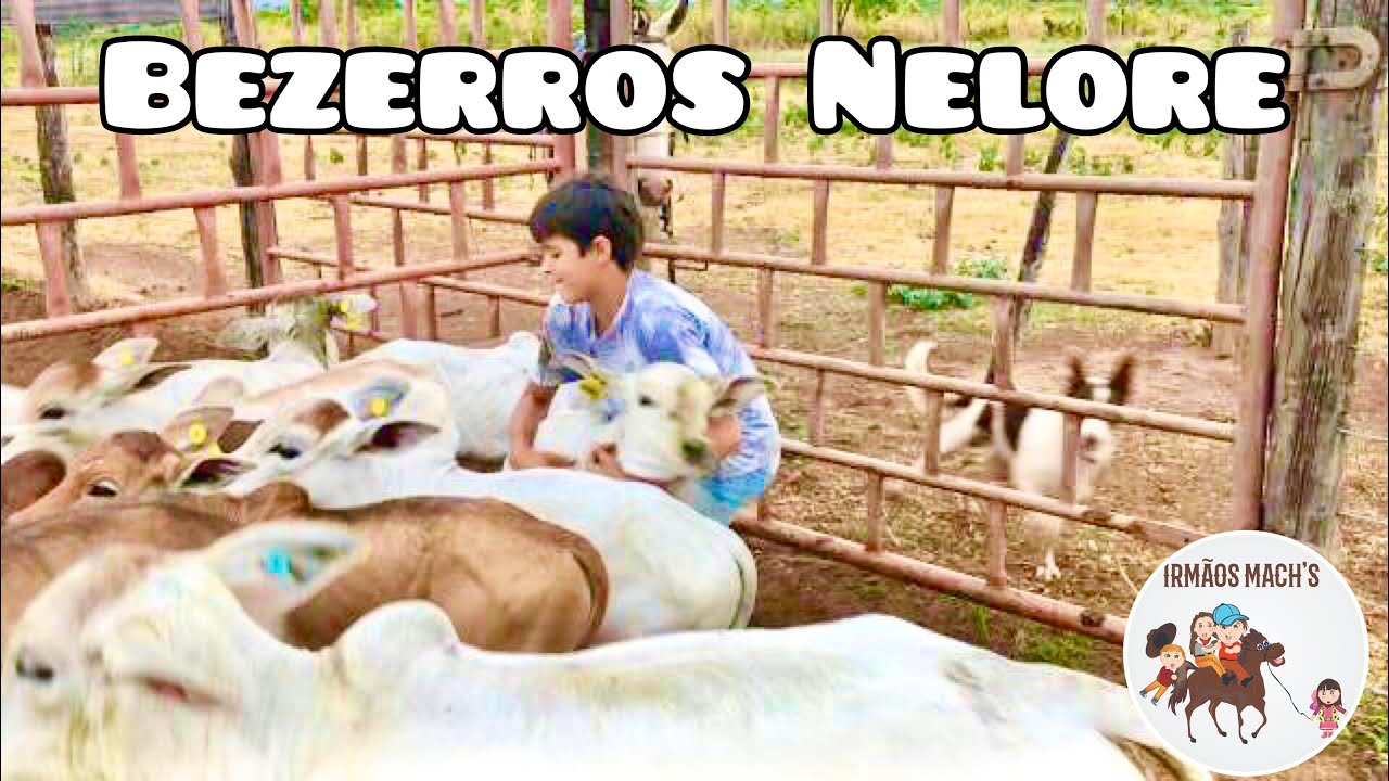 No meio dos Bezerros Nelore, aprendendo derrubar no ch&atilde;o - Irm&atilde;os Mach&acute;s