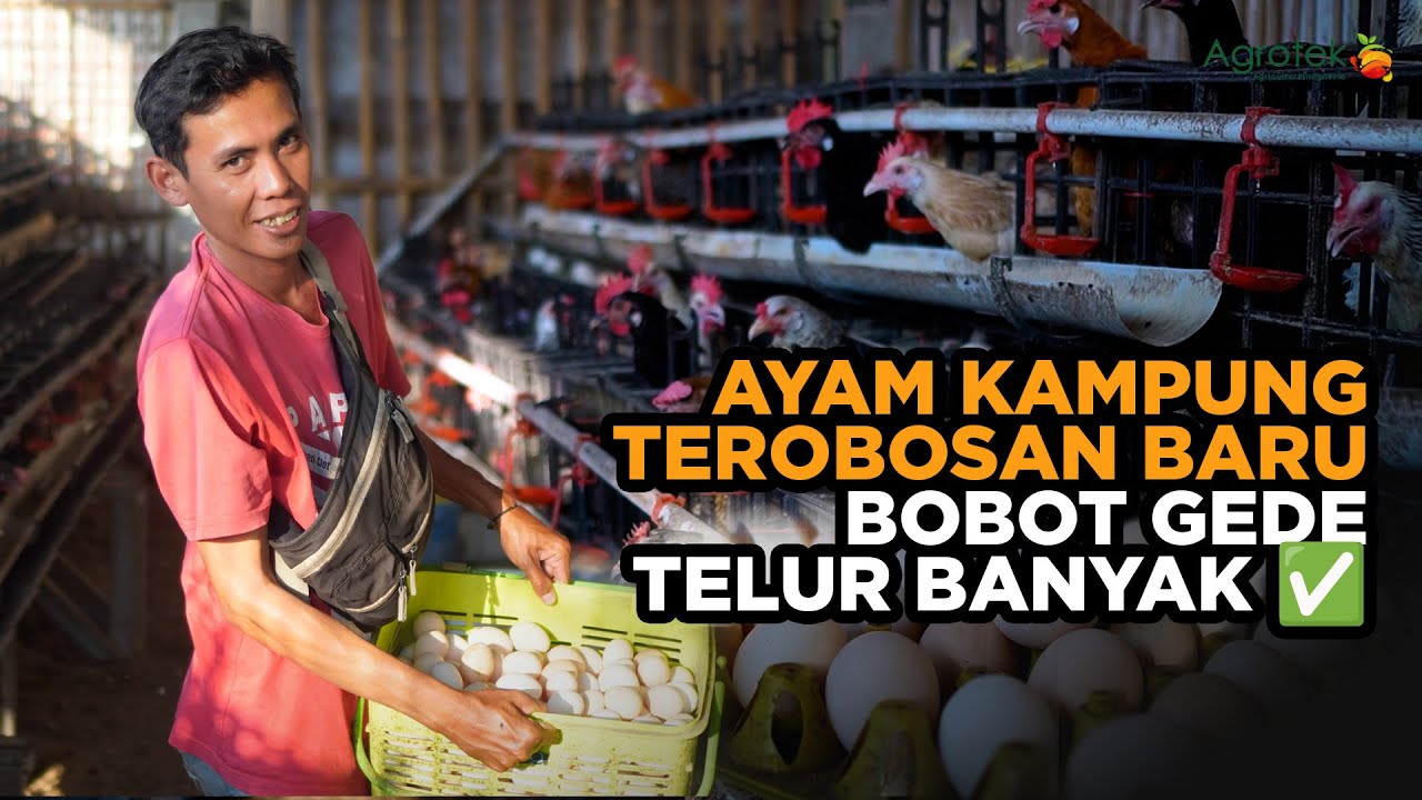 Terobosan Baru! Ayam Kampung Ini Bertelur Lebih Banyak & Cepat Besar