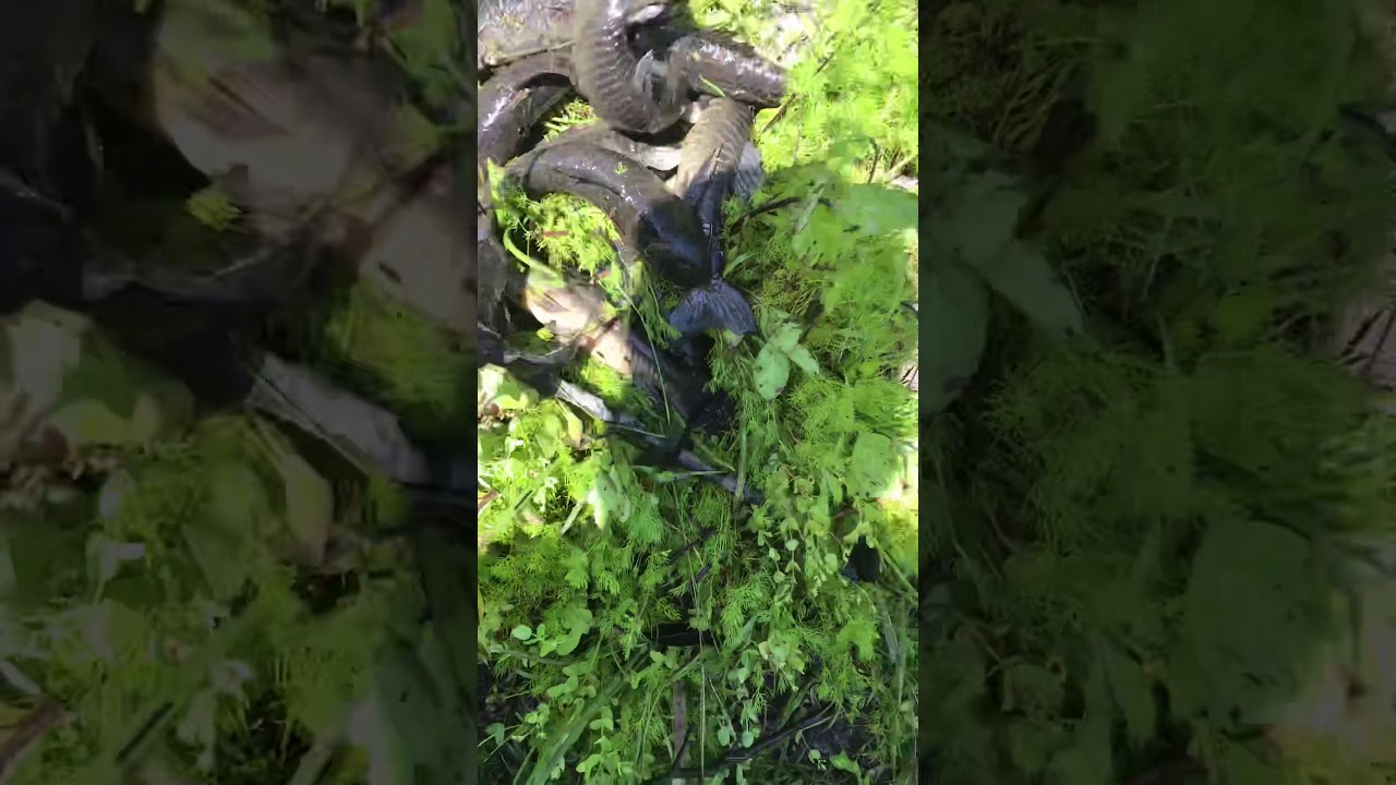 Guyana Hassa in Florida catching #HASSA