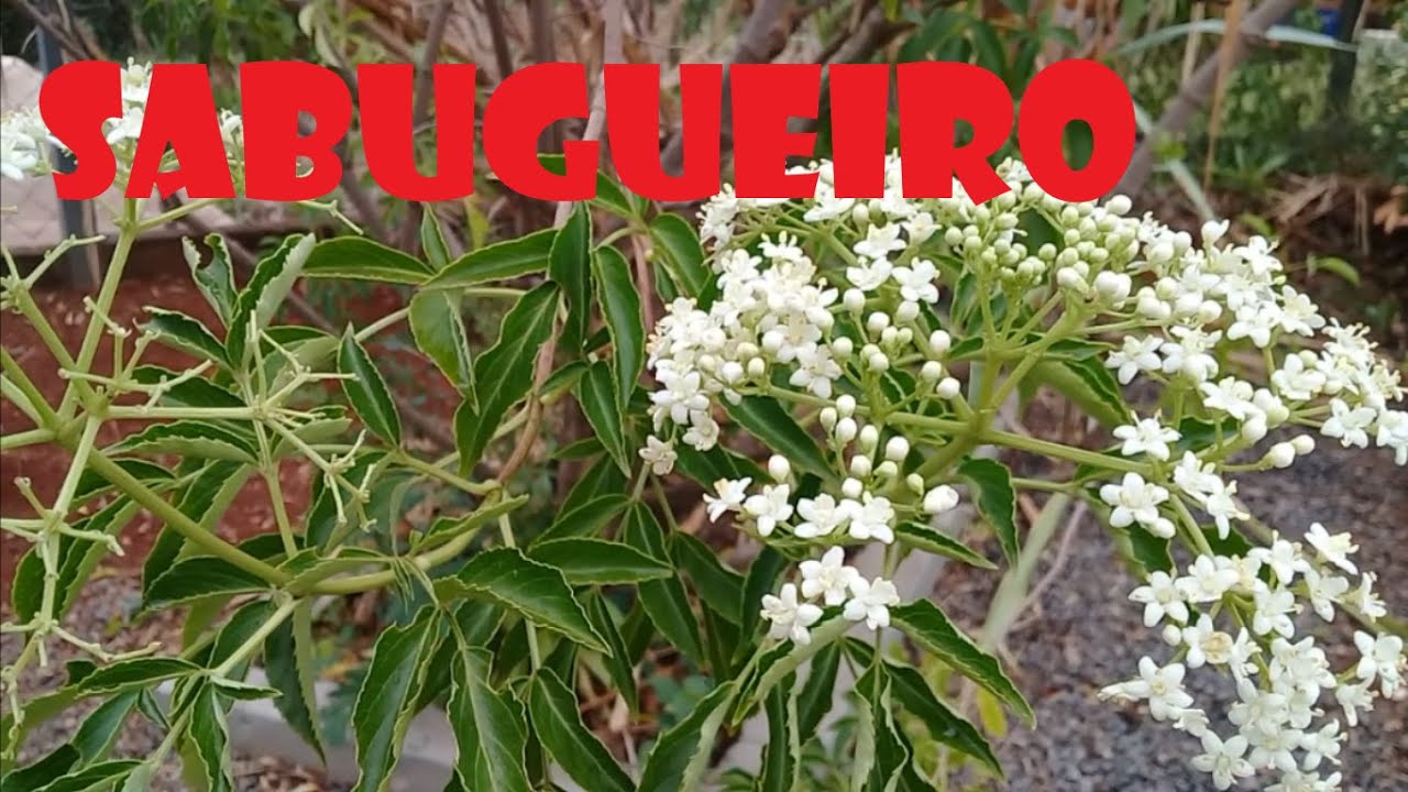 Sabugueiro | Benefícios e Riscos