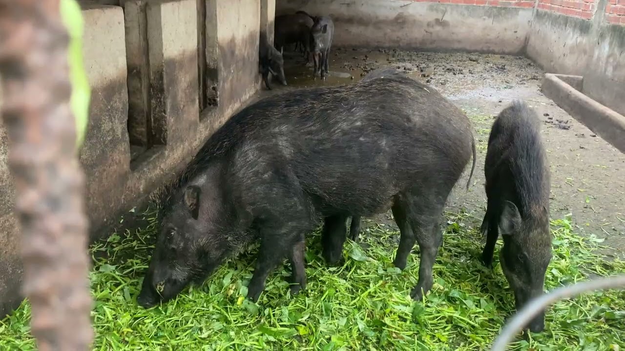 Mn vào xem trại heo rừng
