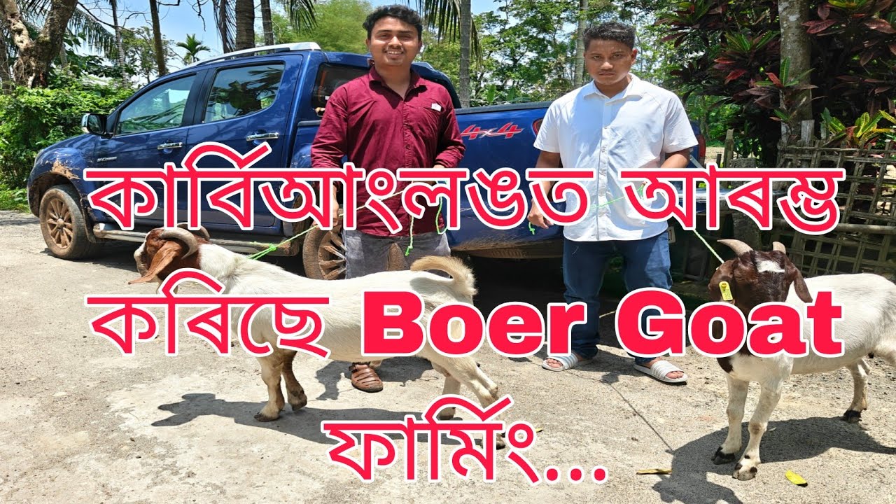 কাৰ্বিআংলঙত আৰম্ভ কৰিছে ফাৰ্মিং...(Goat Farming in Assam)7002283104