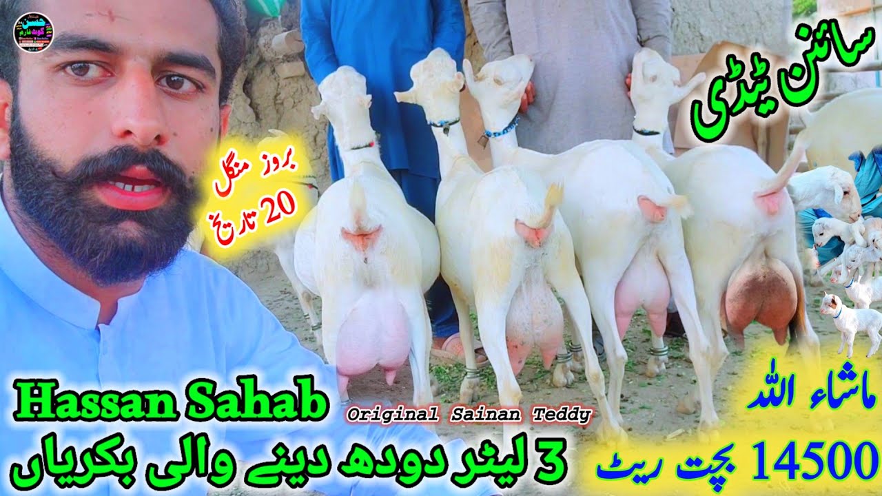 20 January 2026 Sainan Teddy goats jiada dudh dene wali bakriyan سائنن ٹیڈی کامیاب نسل Tuesday offer