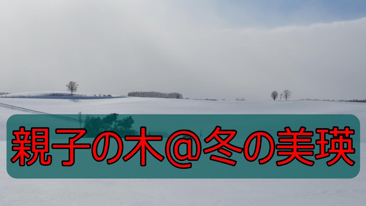 親子の木＠パッチワークの丘　北海道美瑛町の人気スポット
