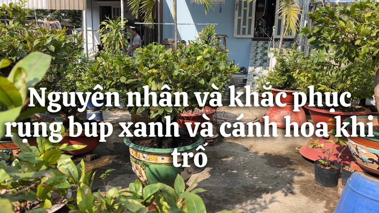 Nguyên nhân và khắc phục rụng búp xanh và cánh bông // 14-12 âl 
