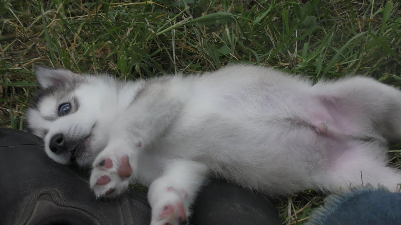 Sauvetage de Nanuk le chiot orphelin qui voulait vivre