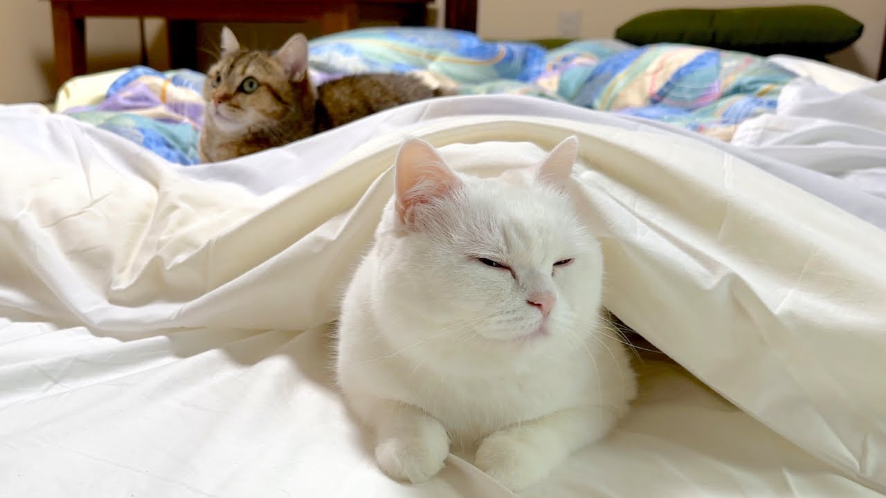 猫と旅館に泊まったら最高に幸せでした…！