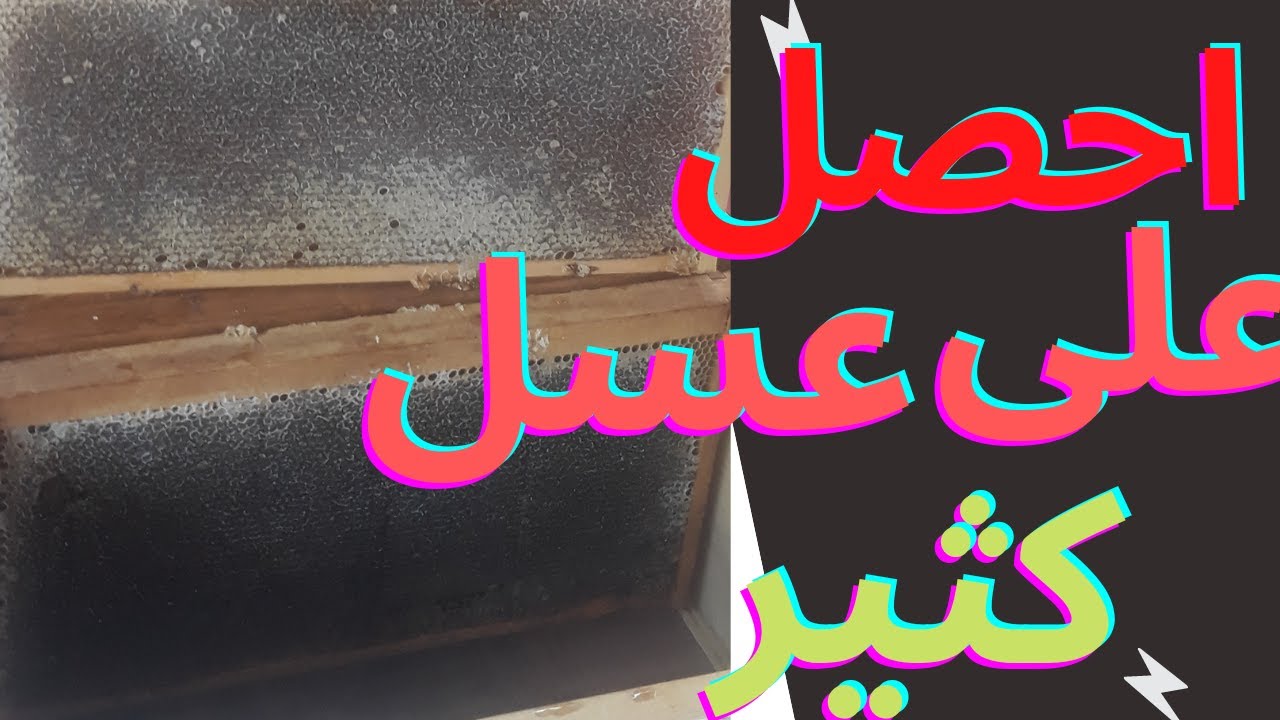 عشرات الكيلو غرامات عسل من خليه واحده بعمل بسيط