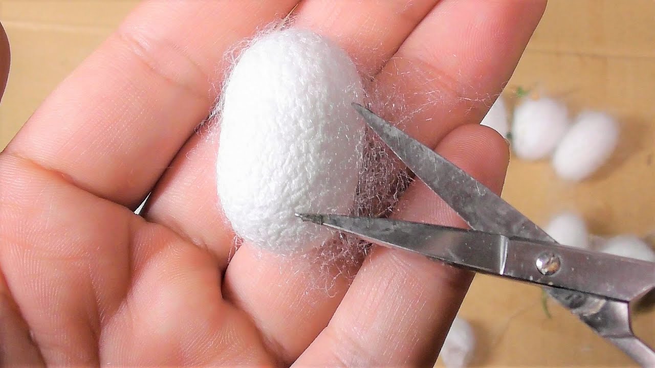 【閲覧注意】なかなか羽化しないカイコの繭を切ったらヤバすぎるものが入っていた。【繭ガチャ】