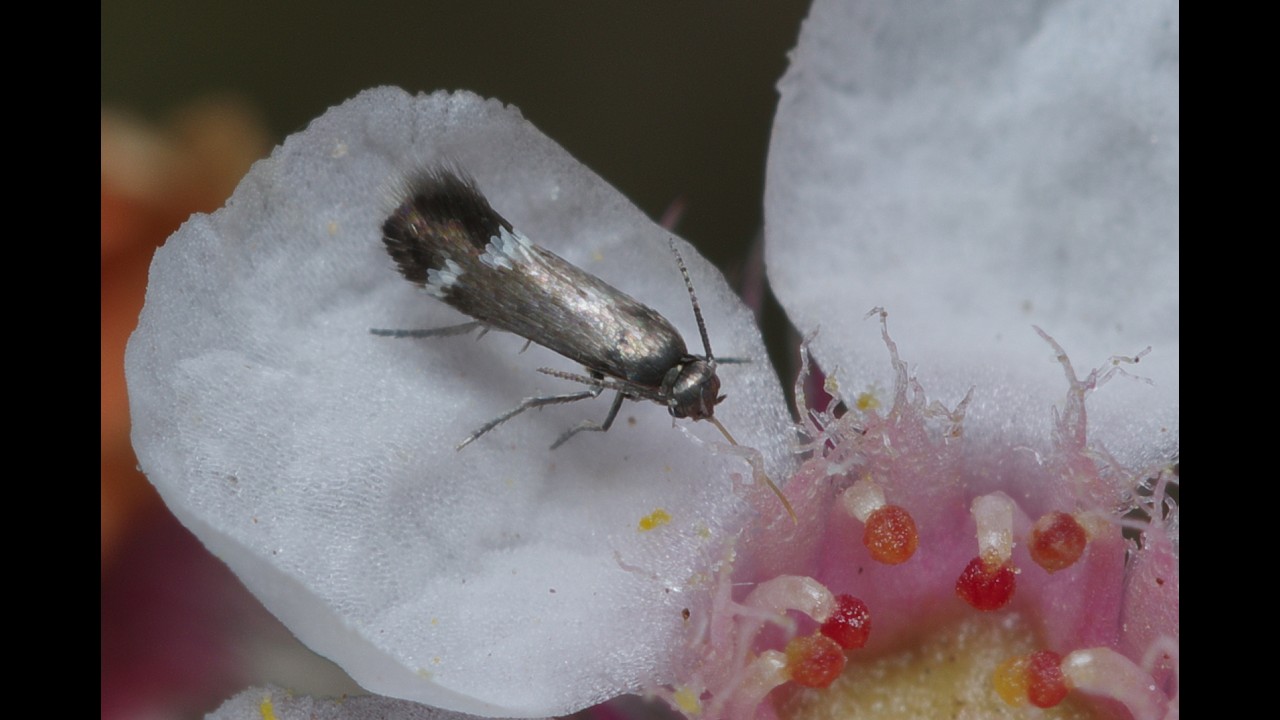 Shield-bearing Moths, by Mark Heath  (13 Aug)