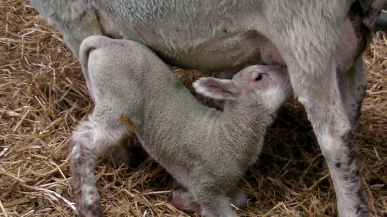 Live Lamb Birth - Lambing at Hadlow College