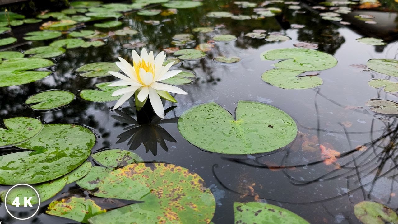 Zen Lotus Garden | Calm Music & Gentle Bird Ambience (High-Quality Sound)