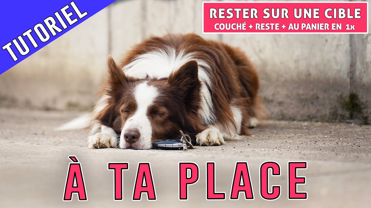 À TA PLACE pour son CHIEN