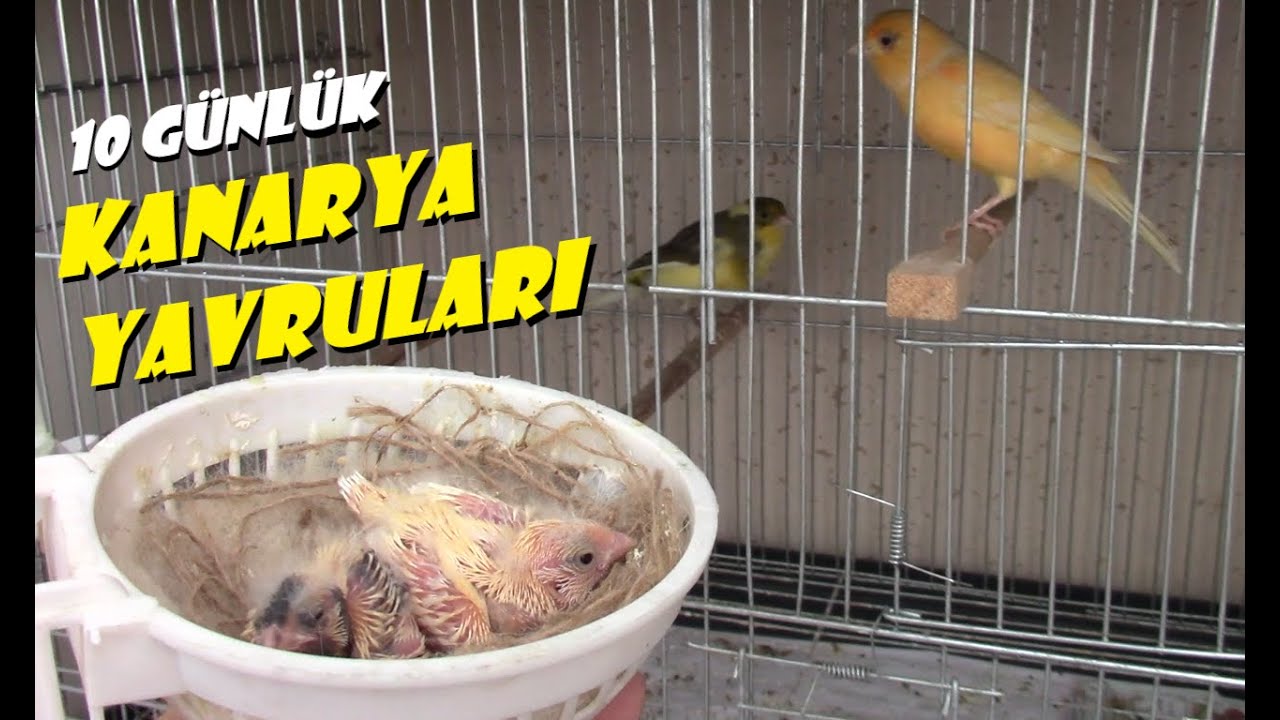 10 GÜNLÜK Kanarya Yavrularındaki Değişimler | Yavru Kanarya Bakımı Püf Noktalar