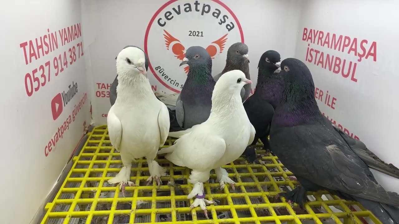 canlı güvercin mezat