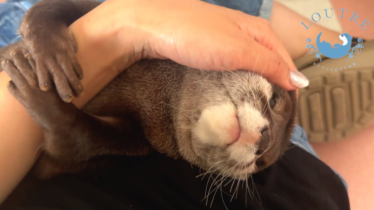 [Смена ролей] Племянник-выдра заботится о своей тете