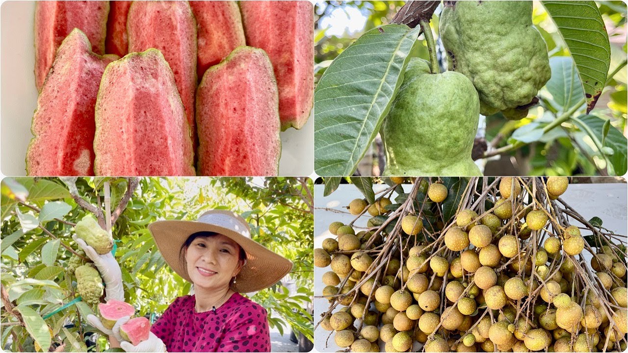 Bội Thu Ổi Thái Ruby Không Hạt,Nhãn Da Bò,Dưa Hấu Và Khổ Qua  Trái Siêu Dài