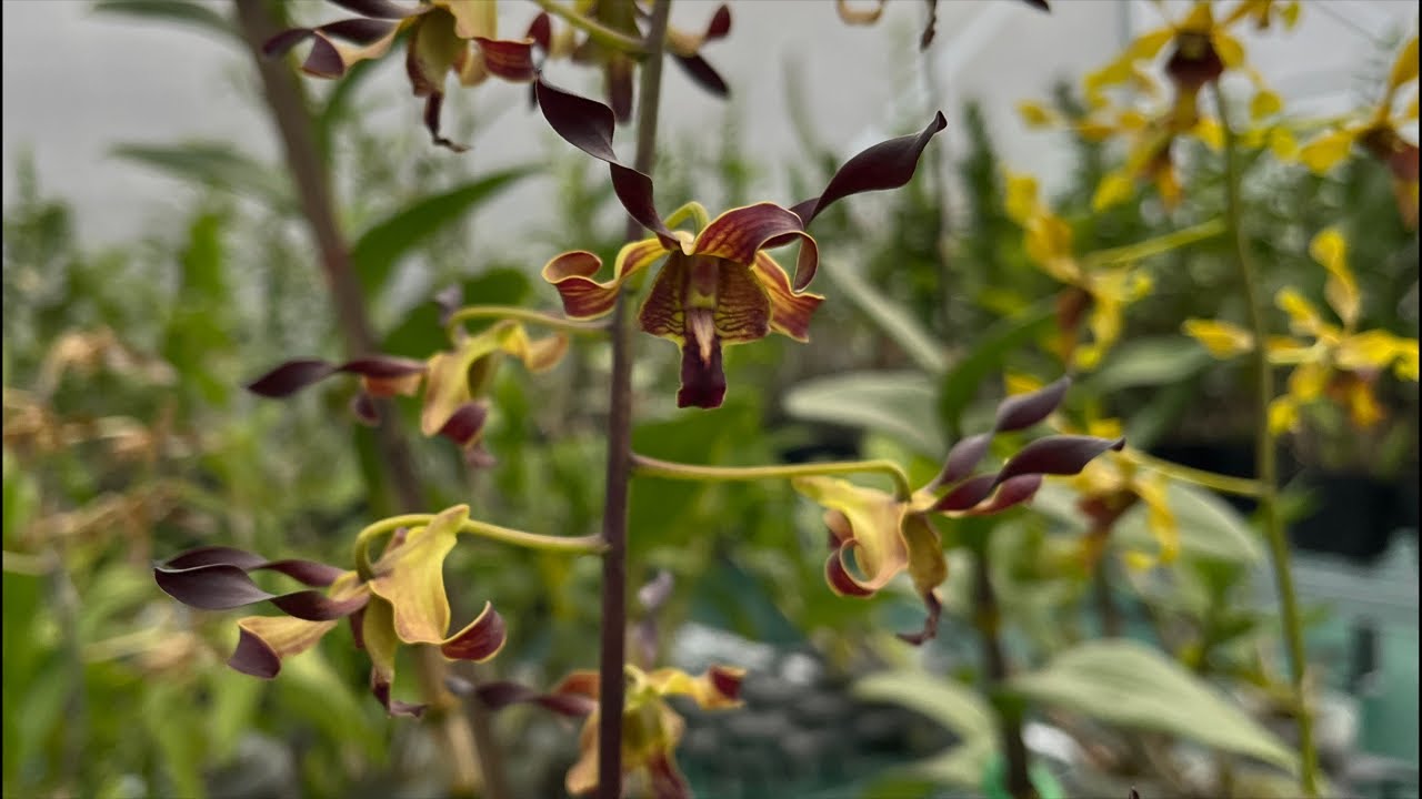 Dendrobium Palu Bangkit