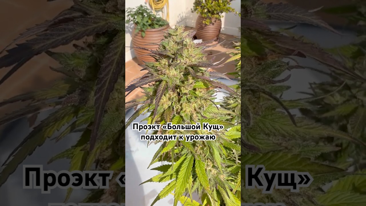 Проект Большой Кущ подходит к своему завершению