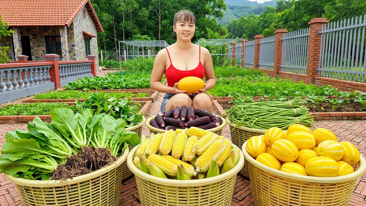 Harvesting Fresh Corn Cobs And Vegetables, Use 3-Wheeled Truck Transport Go To Market Sell