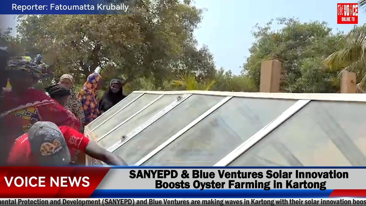 SANYEPD & Blue Ventures Solar Innovation Boosts Oyster Farming in Kartong