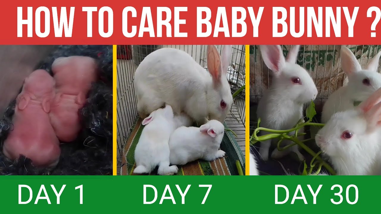Baby bunny care | Baby rabbit care with 30 day update