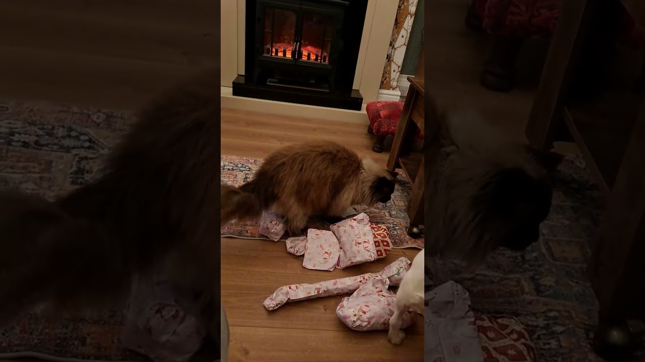 Pets. Christmas isn't the same without Momma-T. Teagan used to adore opening presents.