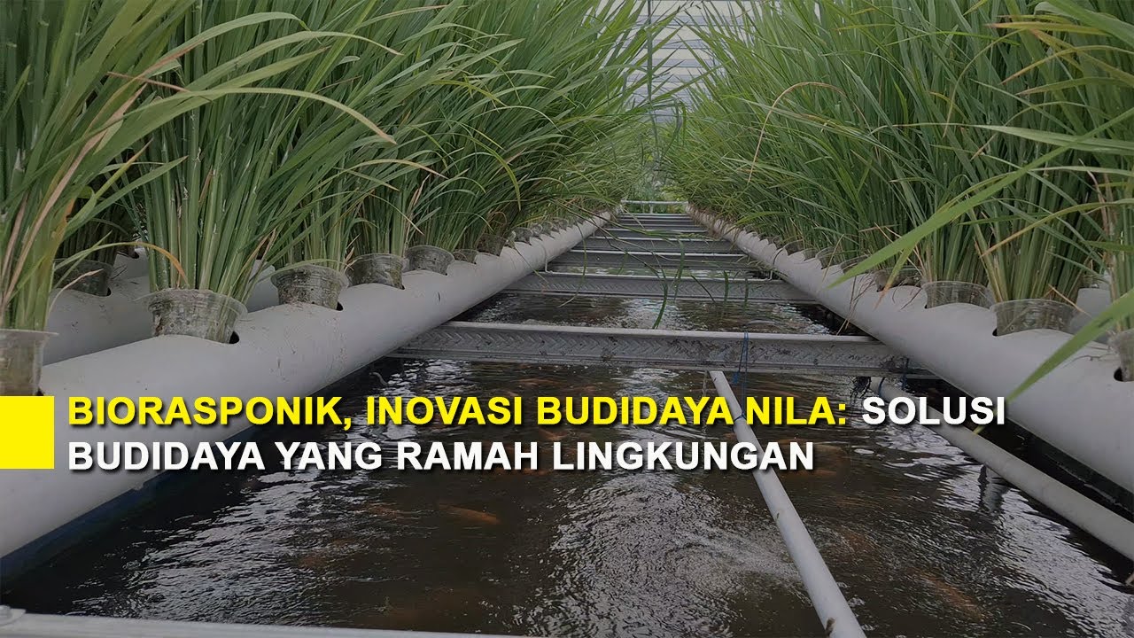 Biorasponik: Inovasi Baru untuk Budidaya Ikan dan Tanaman !