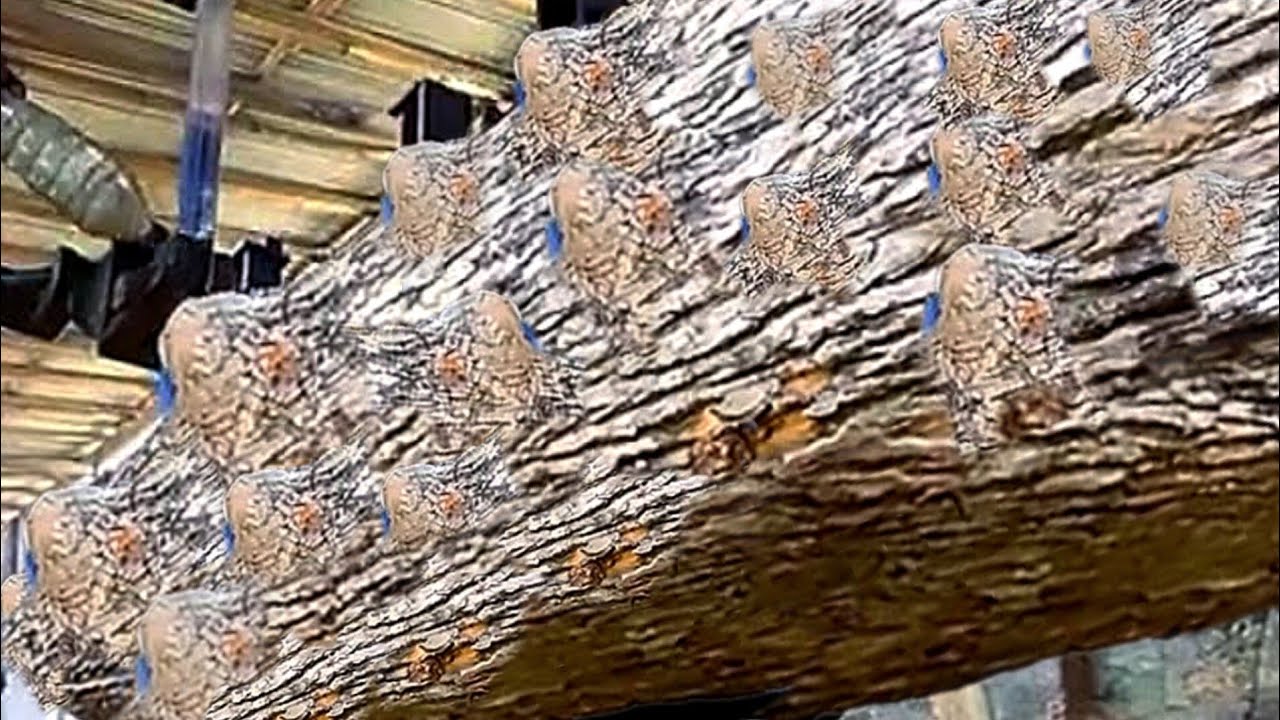 This wood price is equivalent to the Avanza car