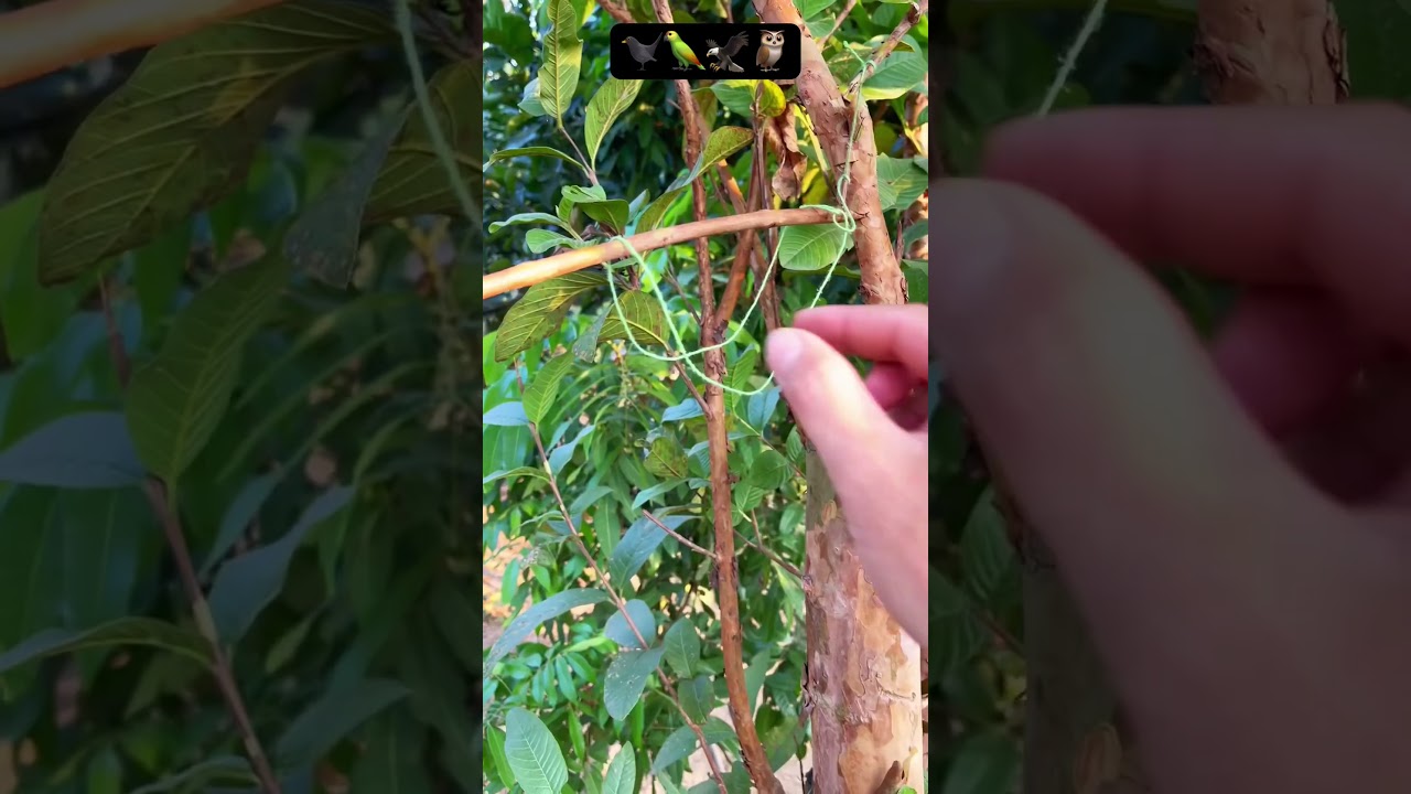 C&aacute;ch l&agrave;m bẫy chim tr&ecirc;n c&acirc;y ổi #baychim #birdtrap