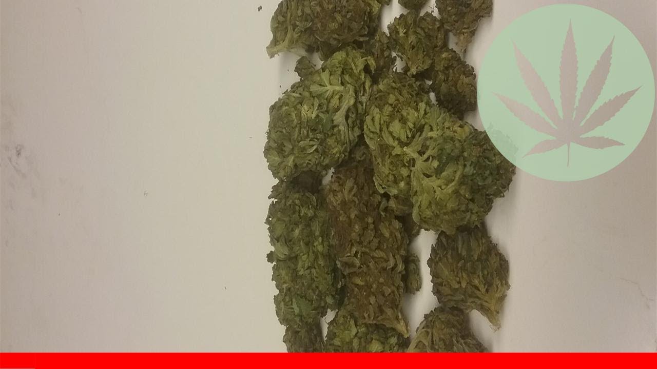 Og Skunk - All About This Strain