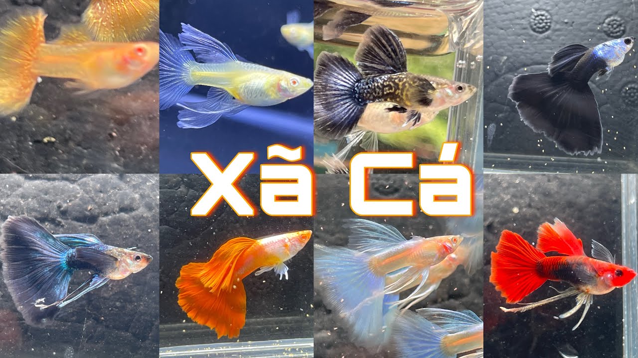 Xã Các Combo Guppy Dọn Hồ #minhngoguppy 