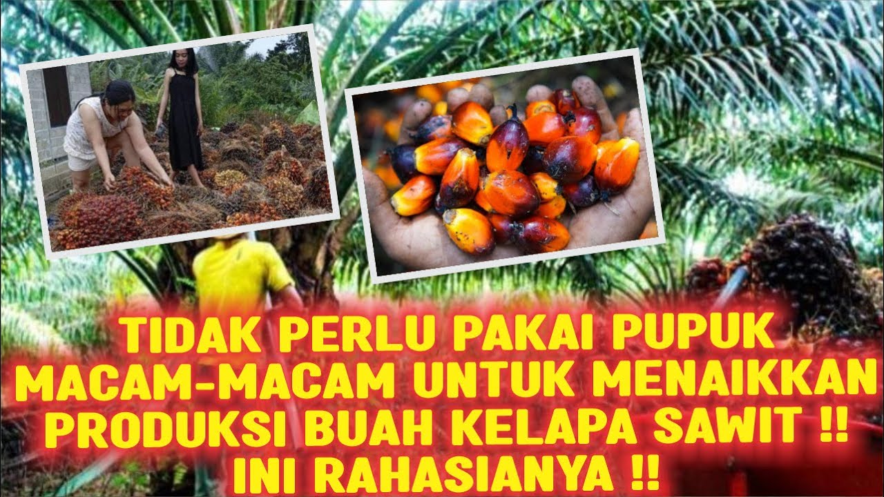 TIDAK PERLU PAKE PUPUK MACAM MACAM UNTUK MENAIKKAN PRODUKSI BUAH KELAPA SAWIT‼ INI RAHASIA NYA‼
