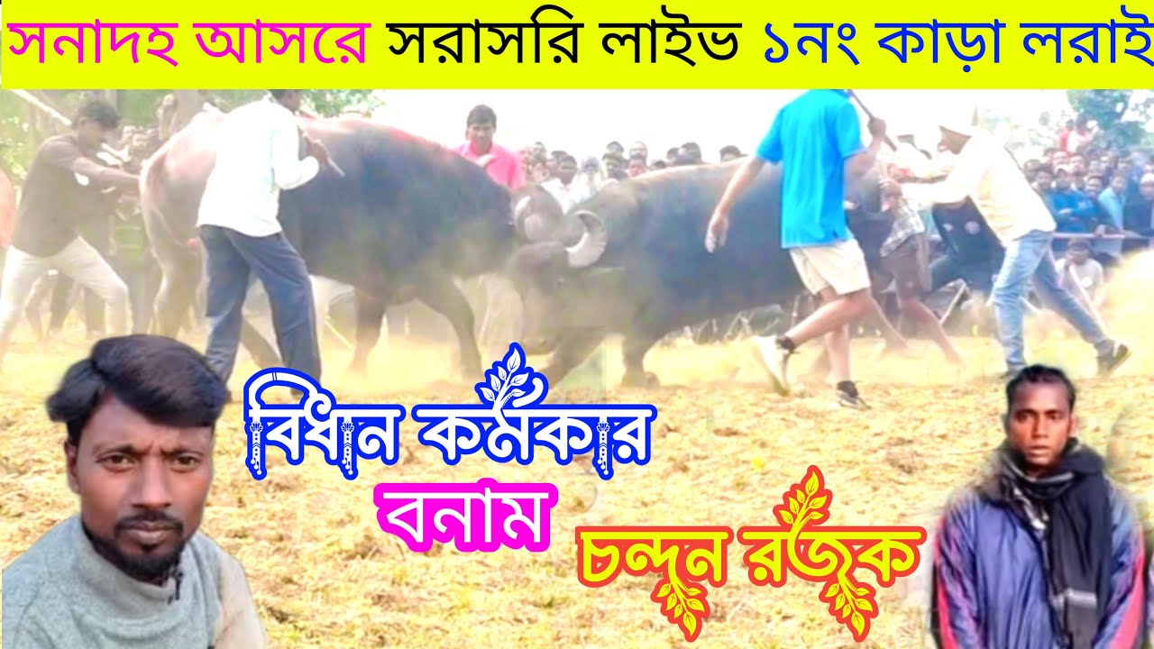 সনাদহ আসরে সরাসরি লাইভ কাড়া লরাই বিধান কর্মকার VS চন্দন রজক