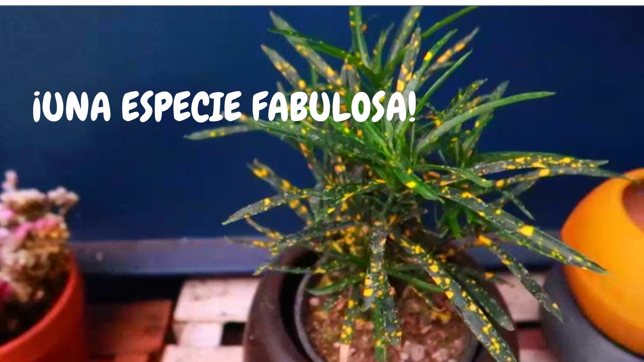 Croto lluvia de oro cuidados | Croton pictum