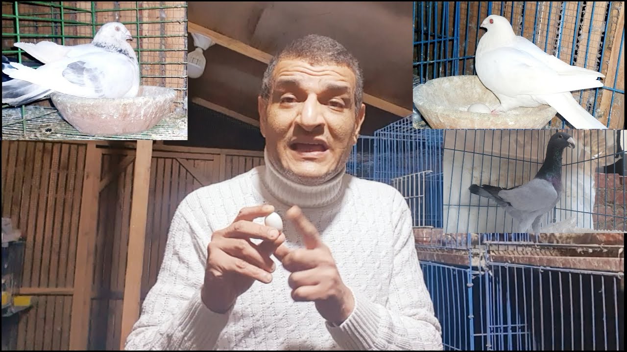 فوائد نبات الشيح للطيور وخاصة الحمام   م أسامة حسين