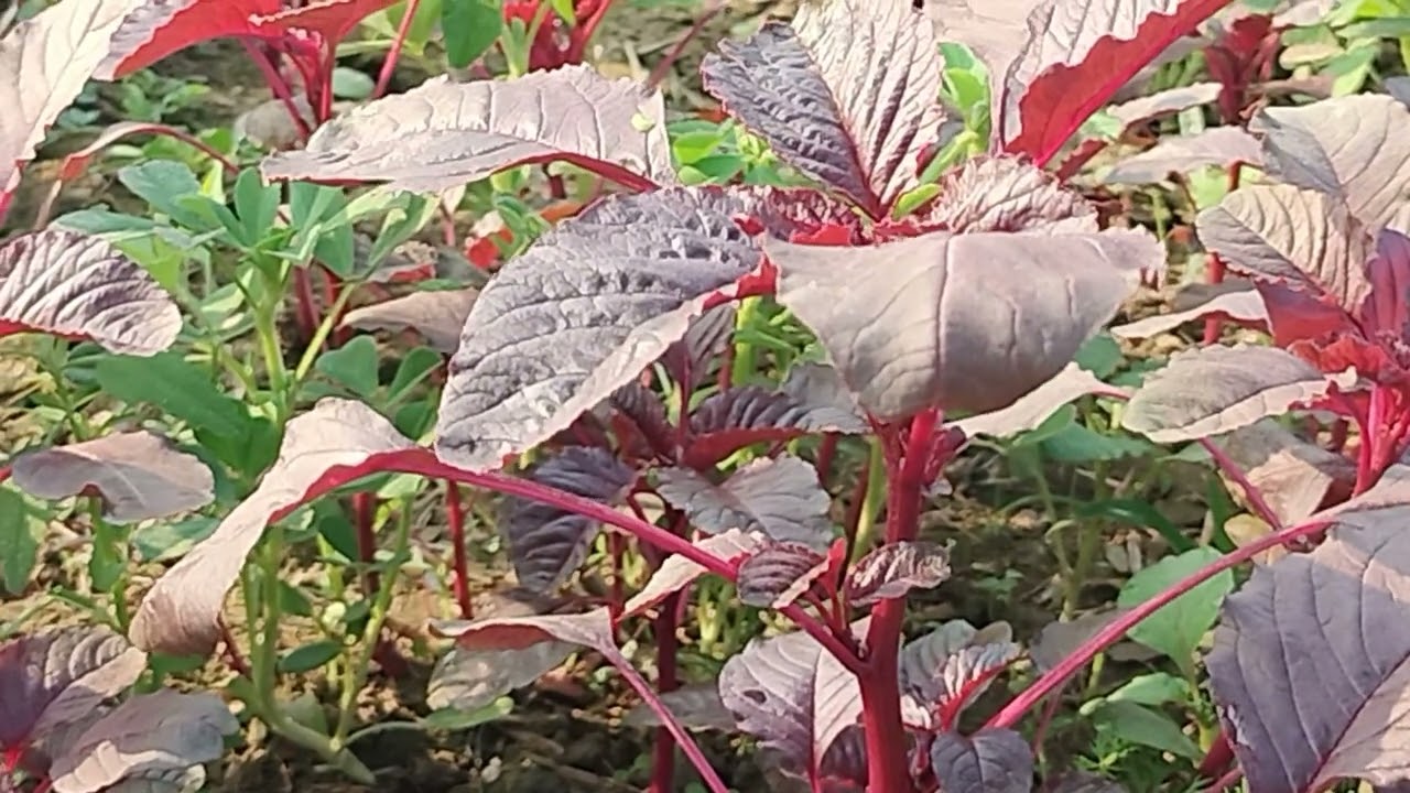 Red vhajee 